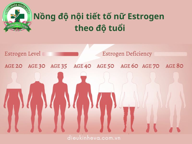 Nồng độ hormone sinh dục nữ Estrogen suy giảm dần theo độ tuổi